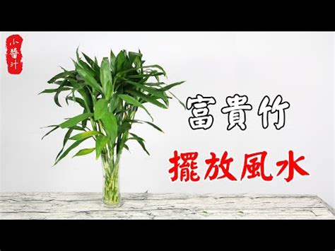 文昌位富貴竹|龍年風水提升考試運3. 西北文昌位擺放4支富貴竹